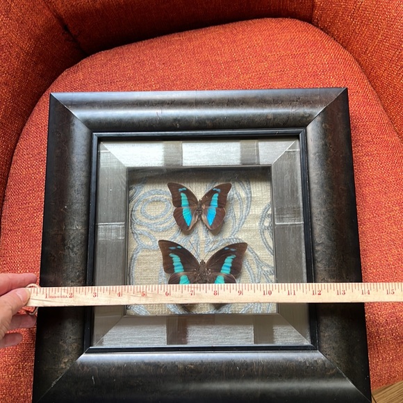 Beautifully & professionally framed Prepona butterfly specimens. - Picture 6 of 7